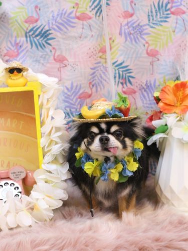 20250817ごまくん