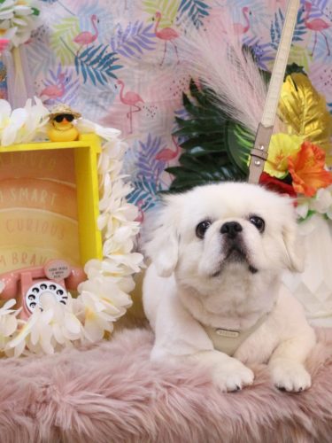 20250817モコくん