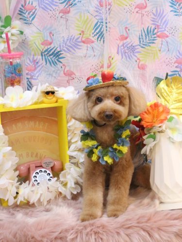 20250819レオくん