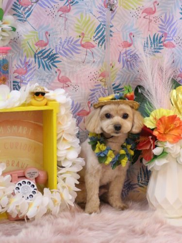 20250819ショコラくん 