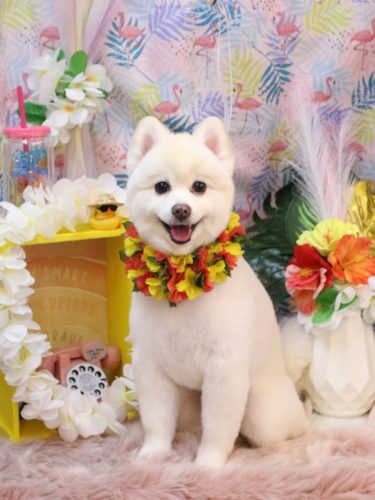 20250819ぽこちゃん