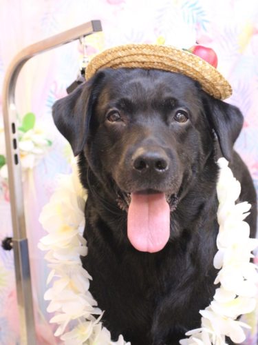 20250819フックくん