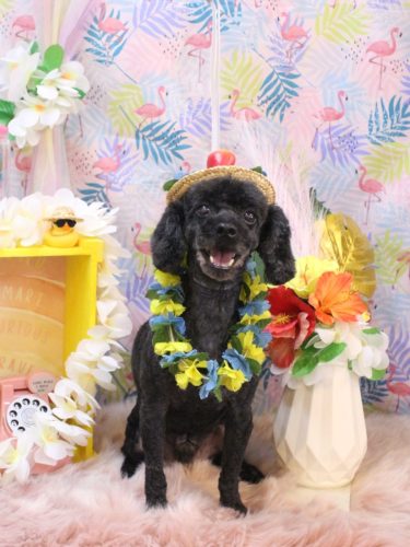 20250819マハロくん