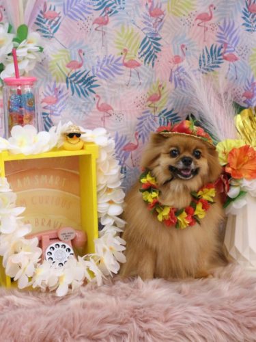 20250819ルルちゃん