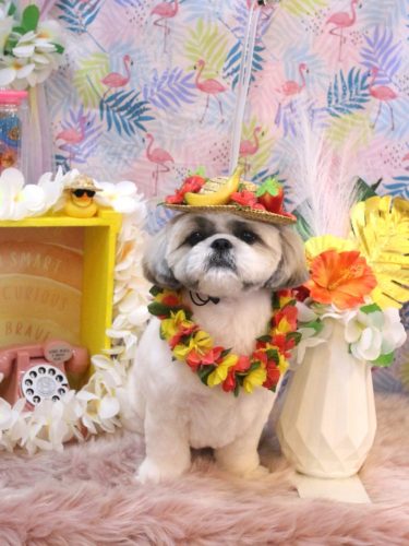 20250819みたらしちゃん