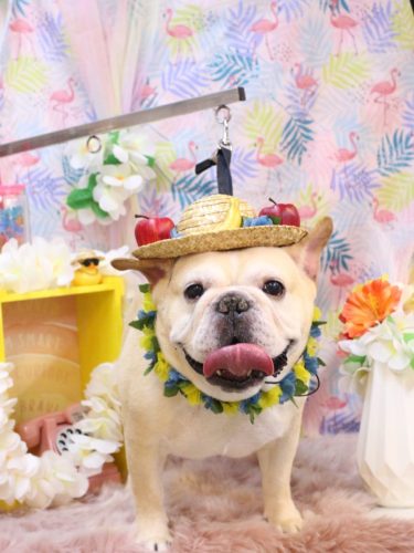 20250820こてつくん