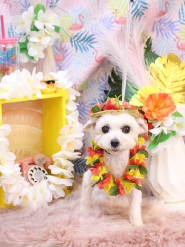 20250820うららちゃん