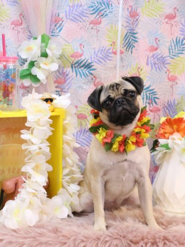 20250820ふうちゃん