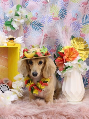 20250820こはるちゃん