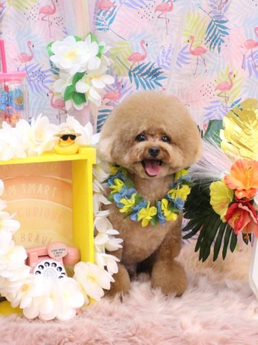 20250820ピノくん