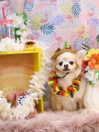 20250821ヴィヴィちゃん