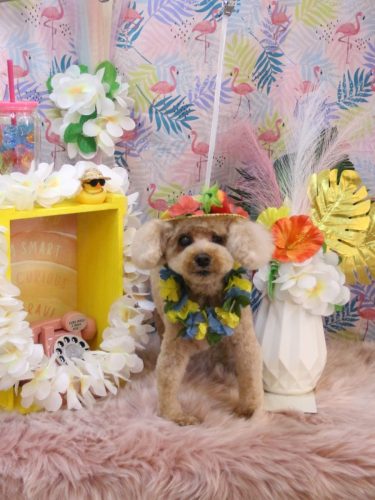 20250821クッキーくん