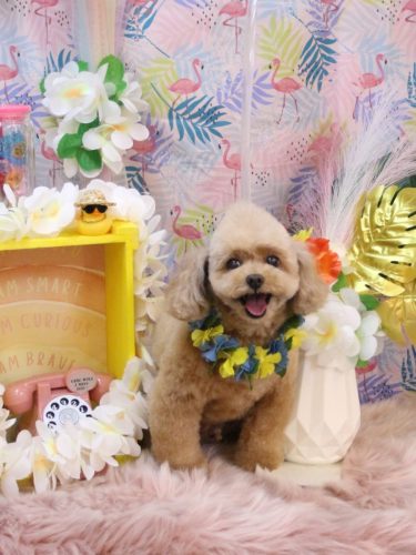 20250821バーディーくん