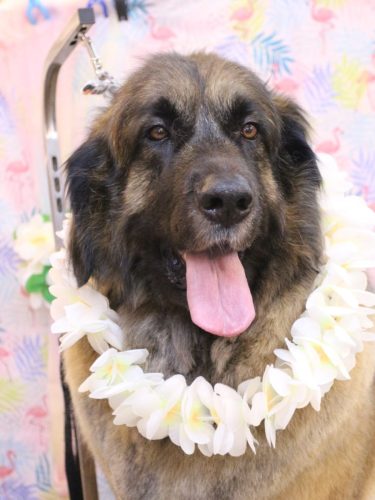 20250821シェリーちゃん