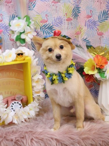 20250822コメくん