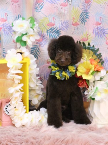 20250822ブランくん