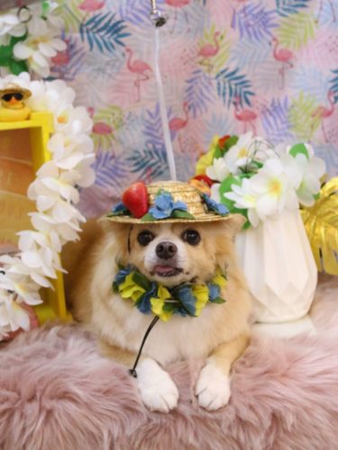 20250822マロ太くん