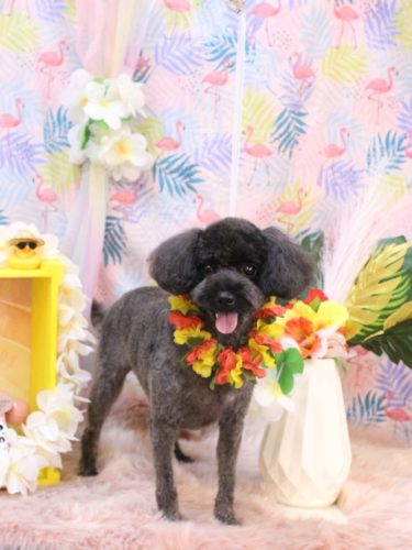 20250823りんちゃん