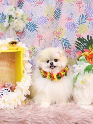 20250823さらりちゃん