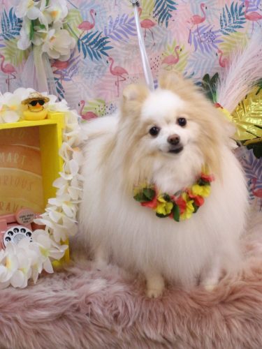 20250823ぷるりちゃん