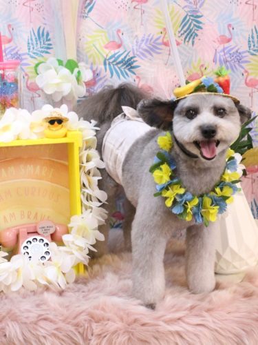 20250823シルヴァくん