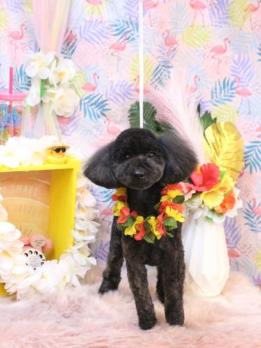 20250823うたちゃん