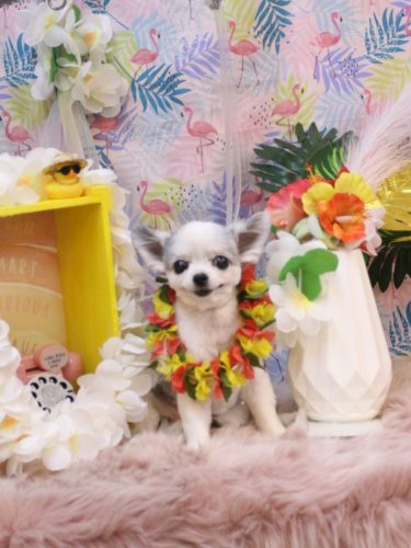 20250823ももちゃん