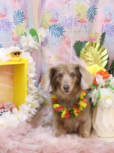 20250823桃ちゃん