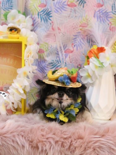 20250823プリンちゃん