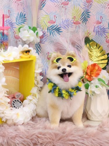 20250823モコくん