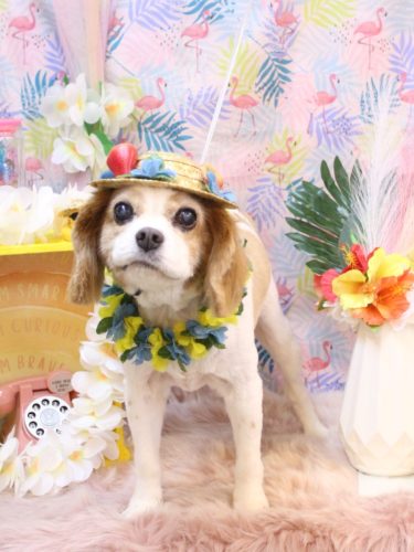 20250824マロくん