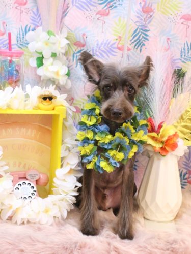 20250824コットンくん