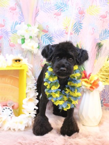 20250824レアくん