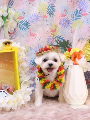 20250824マルちゃん