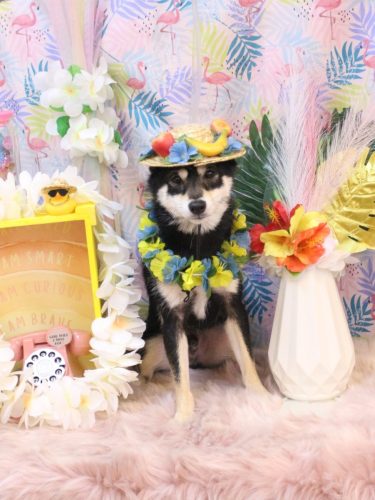 20250824むさしくん