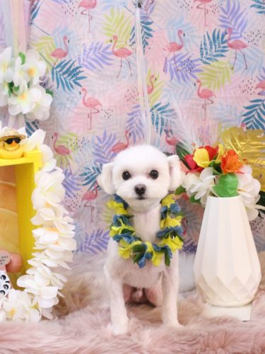 20250826レイくん