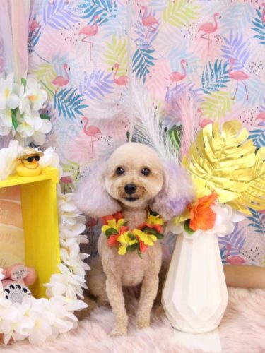 20250826ココちゃん