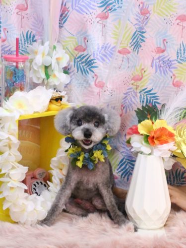 20250826タルトくん