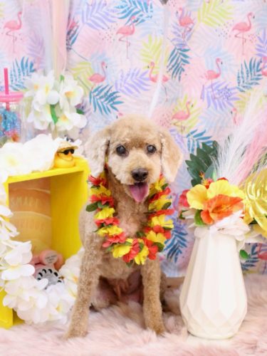 20250826マノアちゃん