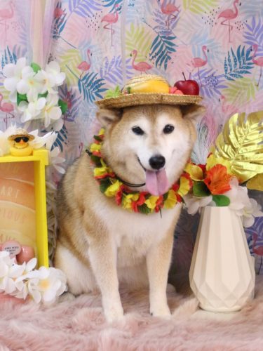 20250826こはるちゃん