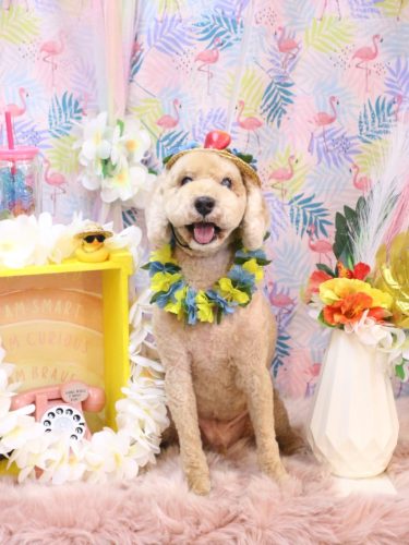 20250826アルトくん