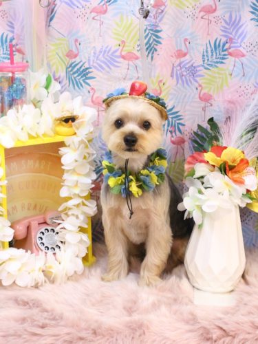 20250827モコナくん