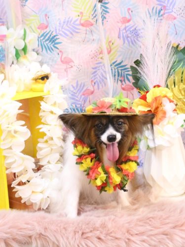 20250827ラナちゃん