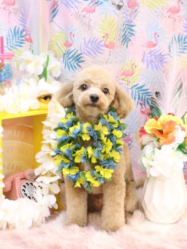 20250827レオくん