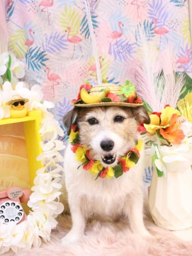 20250827こはるちゃん