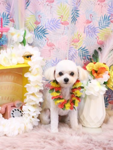 20250827小雪ちゃん