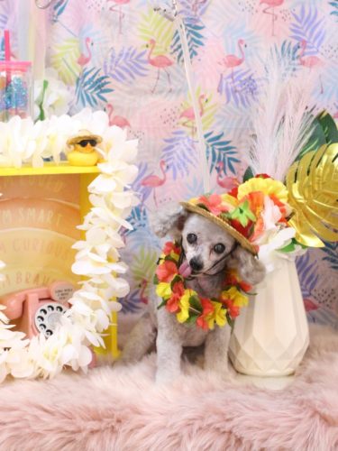 20250827サージュちゃん 