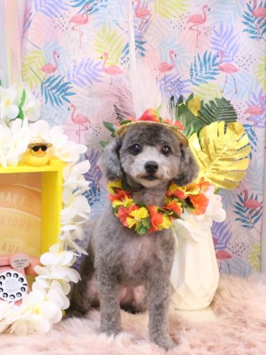 20250827モコちゃん