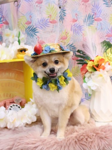 20250828たぬ吉くん