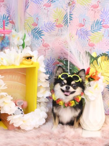 20250828ボスくん